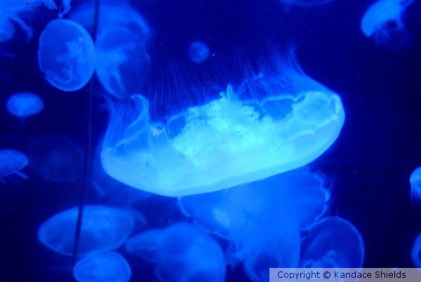 Jelly Fish
