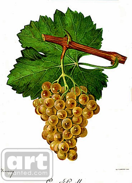 Grapes fine art prints of classic grapes