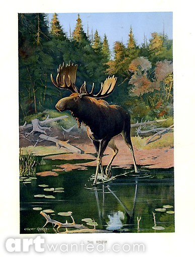 Moose