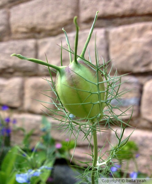 love-in-a-mist seedhead