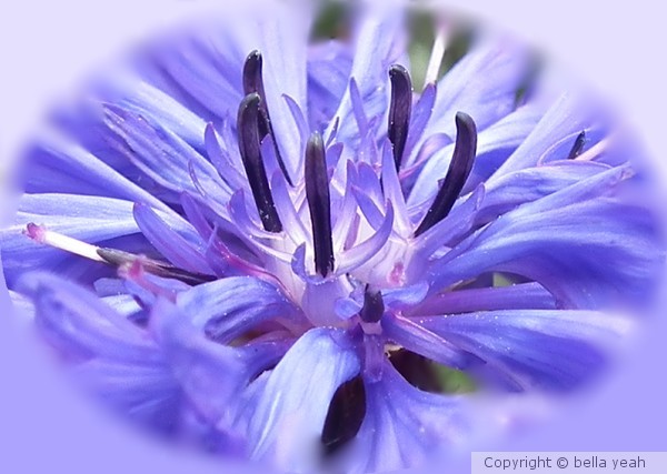 blue cornflower