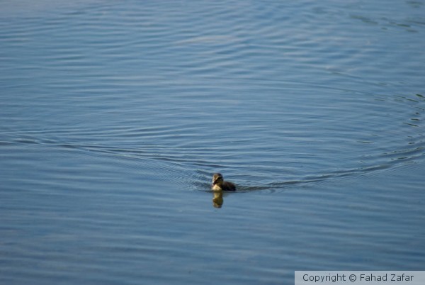 The daring duckling.