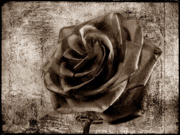 Black Rose Eternal