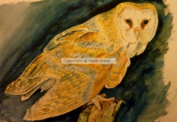 Barn Owl