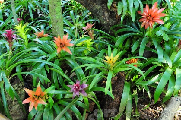 colorful bromelias