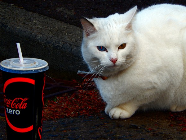 The Cat