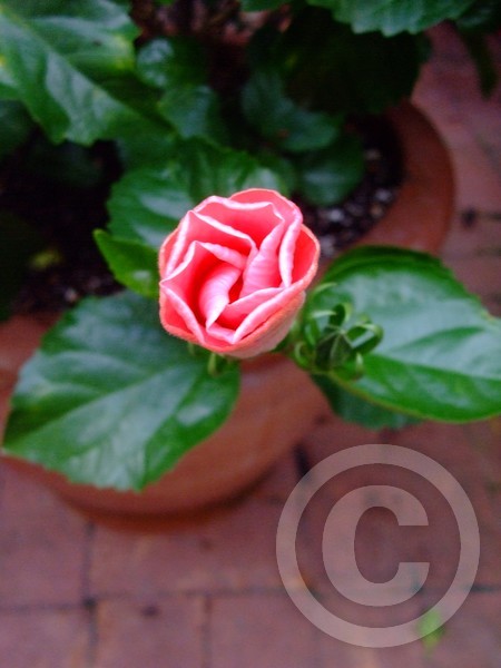 Budding Flower 1