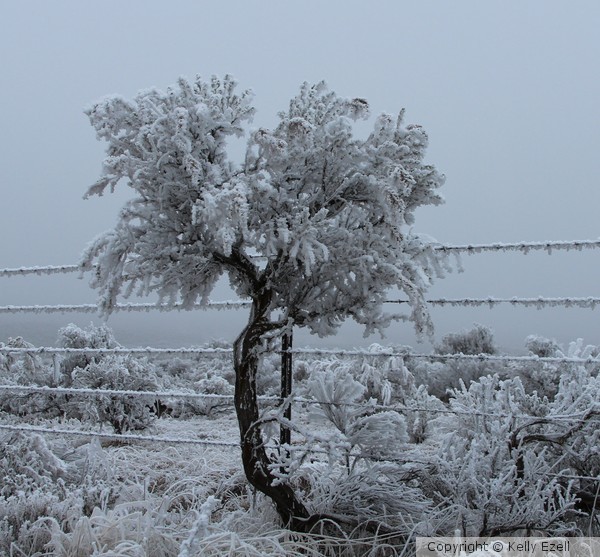 Chilled bush