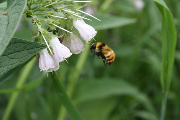 spring feed