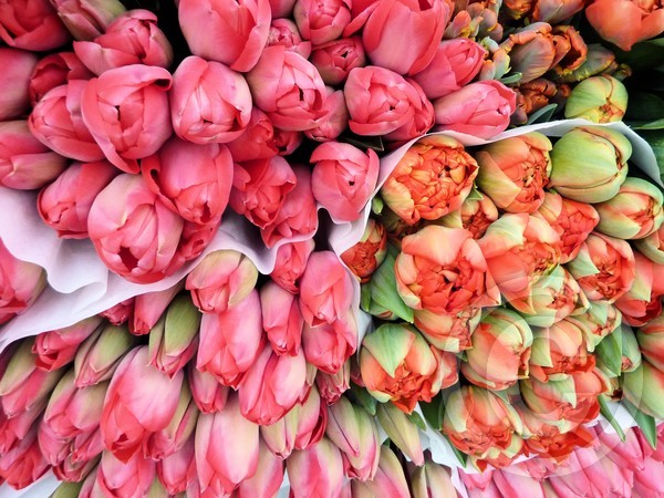 Bunched Tulips