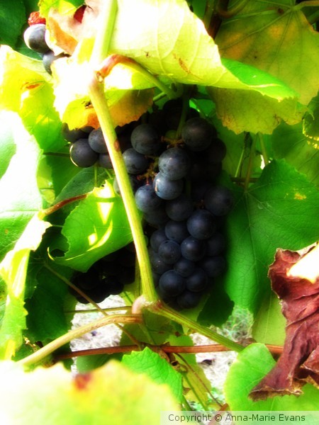 Concord Grapes