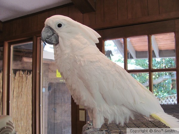 Pretty bird
