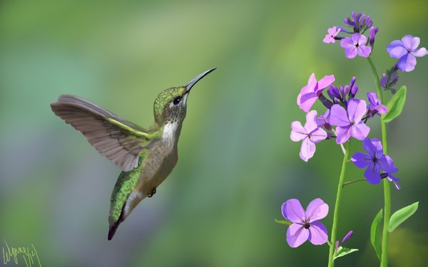 Wildflower Hummer