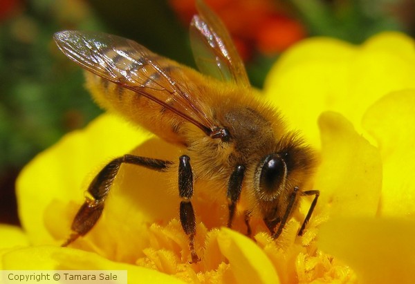 Honey Bee