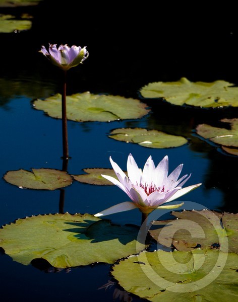 Water Lily 1