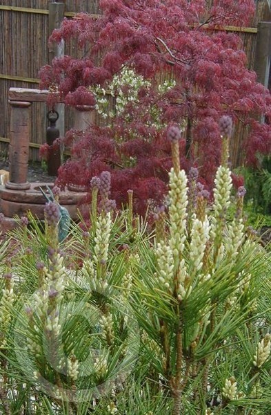 Pine Candles and Japanese Maple in Japanese Garden