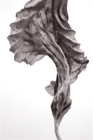 Hosta #36