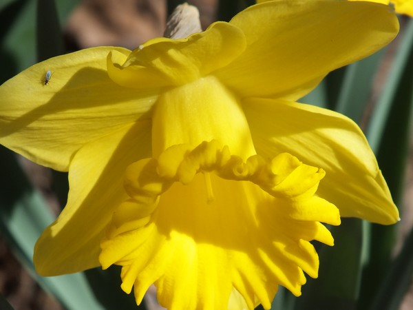 Spring