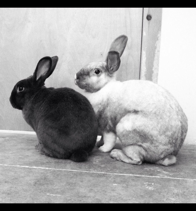 Karen Muro my bunnies