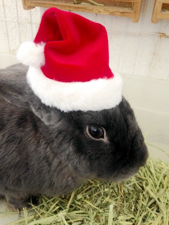 Karen Muro Christmas bunny