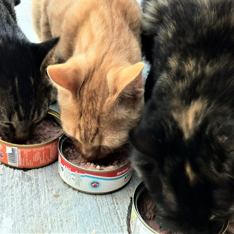 CATS