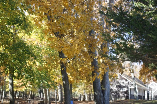 seasons 003