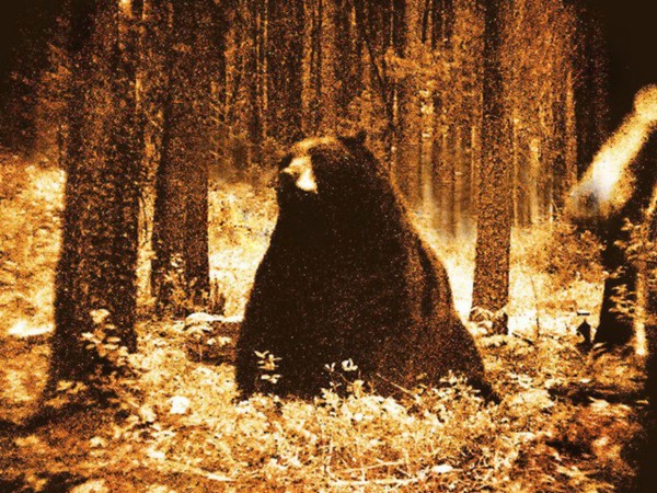 Lady Bear in waiting