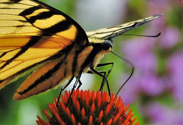 Swallowtail