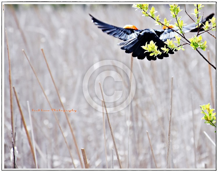 Red winged Black bird in flight