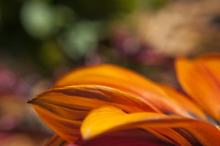 Beautiful Orange Flower Study 2