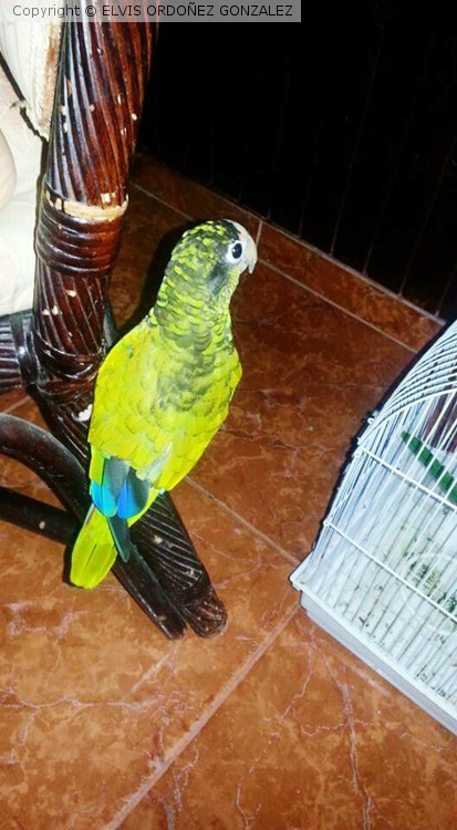 OBSERVANDO.