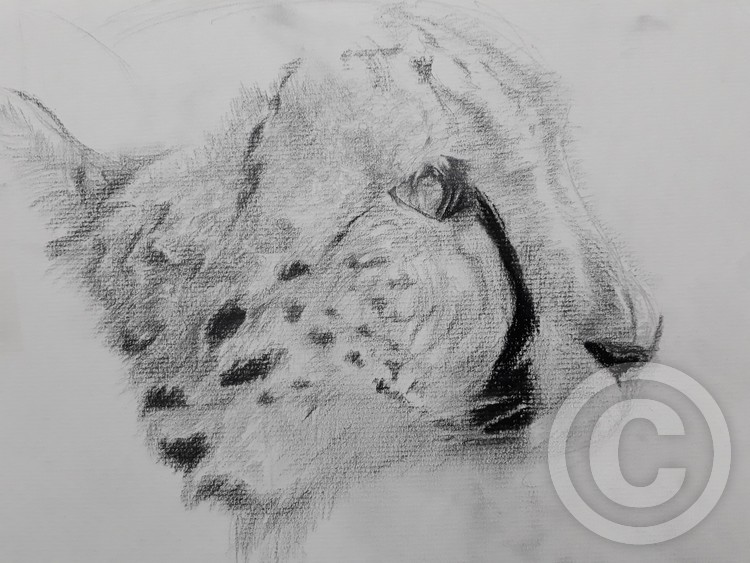 Practise : Cheetah 