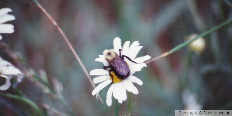 Bee and His Flower