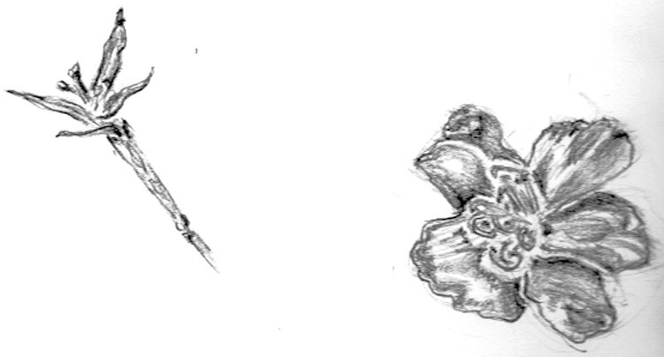 Fuchsia and Princess Flower Sketches