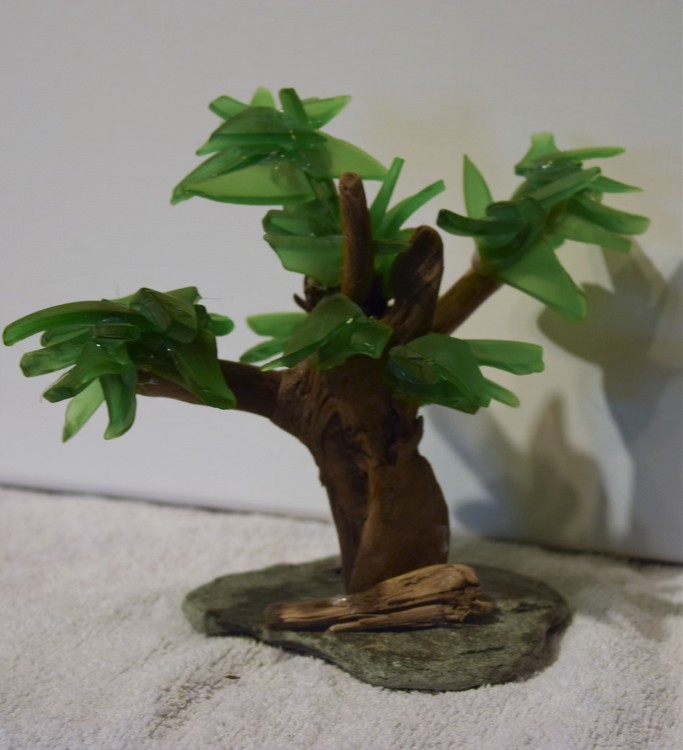 beach glass drift wood tree 5