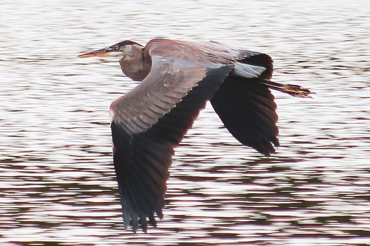 The Heron