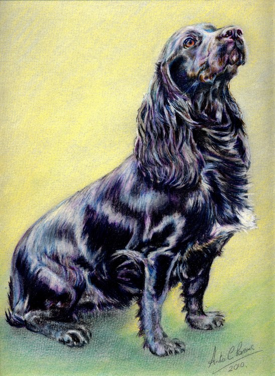 spaniel