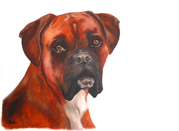 Boxer