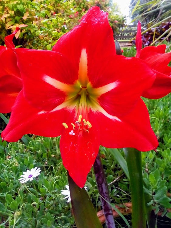 A splash of red