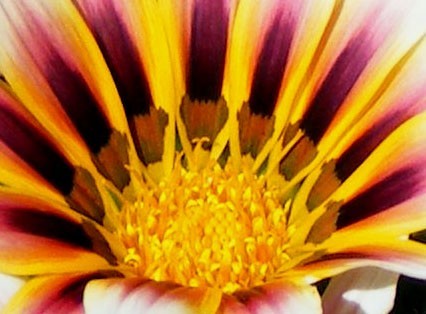 Kiss Roses 6