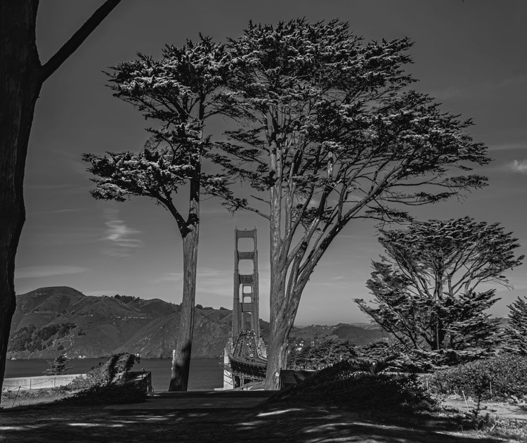 Icon - January 19 2026