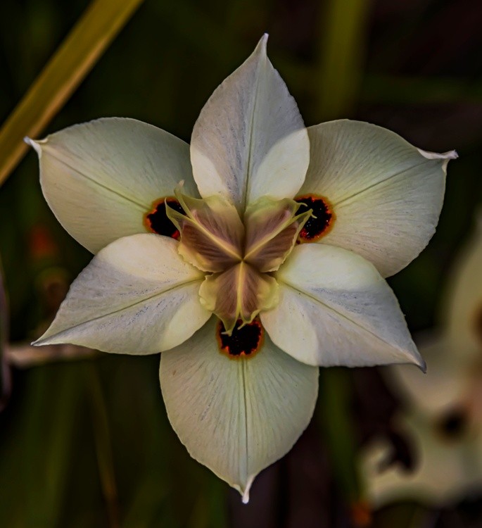 Spring Flower - April 20  2026 1