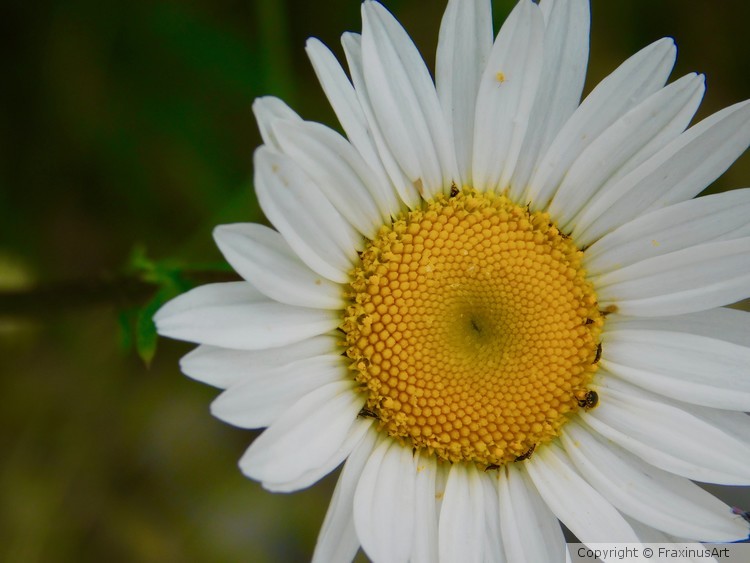 white flower blooming