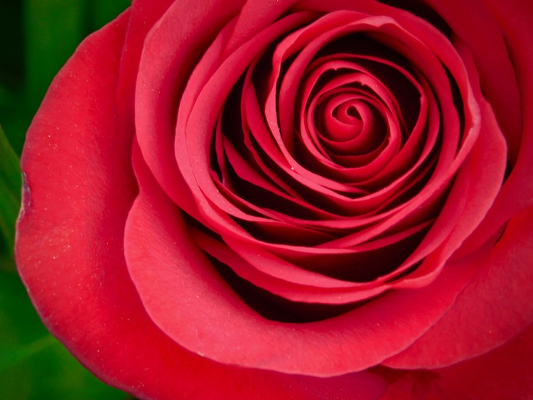 blooming rose