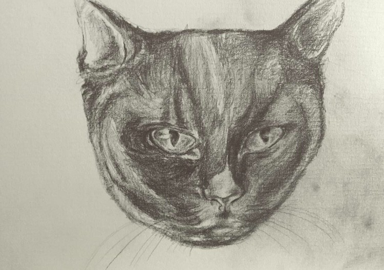 Cat Sketch 