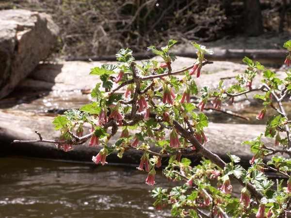 River Shrub