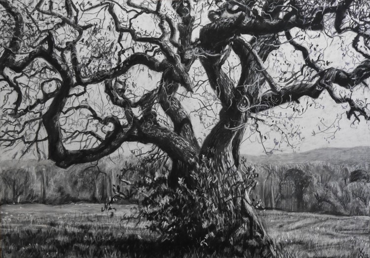tangled branches (Astgewirr)