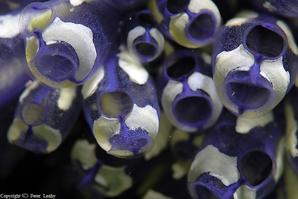 Blue Bell Tunicates