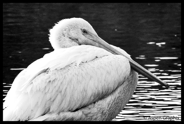 Precocial Pelican