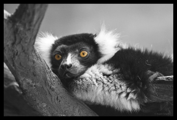 What Big Eyes You Have